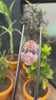 Video of Oval Cut Lab Grown Pink Diamond